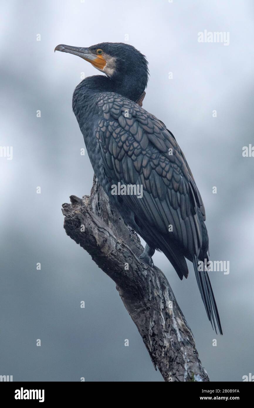 Parco Nazionale Di Keoladeo, Bharatpur, Rajasthan, India. Cormorano Maggiore, Carbo Phalacrocorax Foto Stock