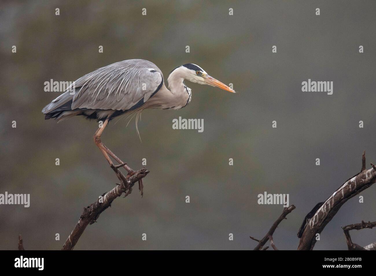 Parco Nazionale Di Keoladeo, Bharatpur, Rajasthan, India. Heron Grigio, Ardea Cinerea Foto Stock