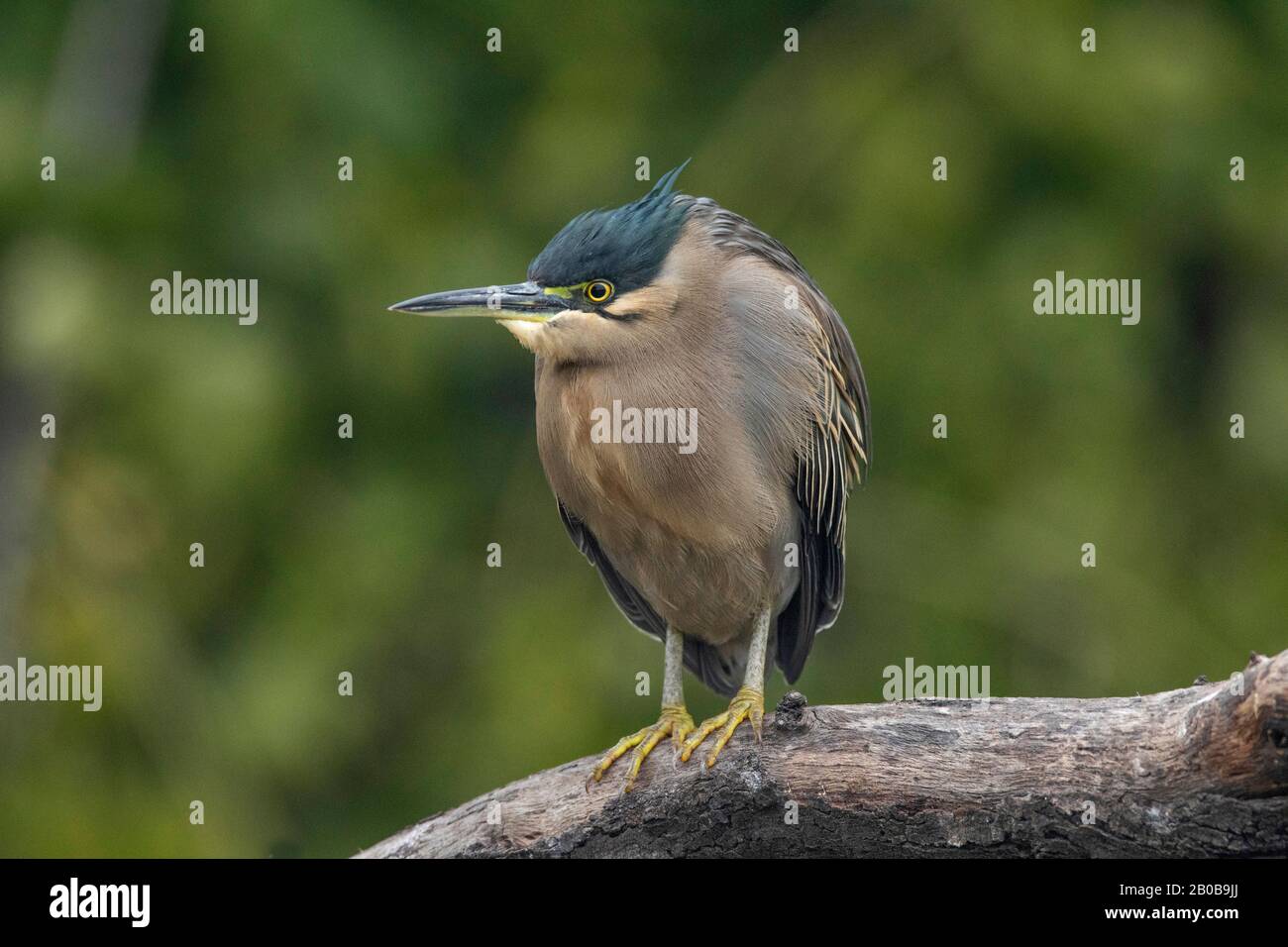 Parco Nazionale Di Keoladeo, Bharatpur, Rajasthan, India. Erone striato, Butorides striata Foto Stock