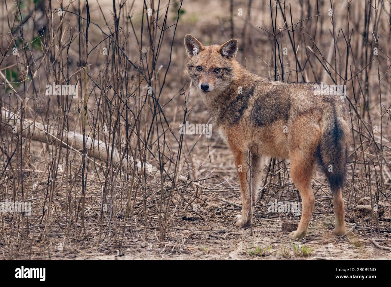 Parco Nazionale Di Keoladeo, Bharatpur, Rajasthan, India. Indiano Jackal, Canis aureus indicus Foto Stock