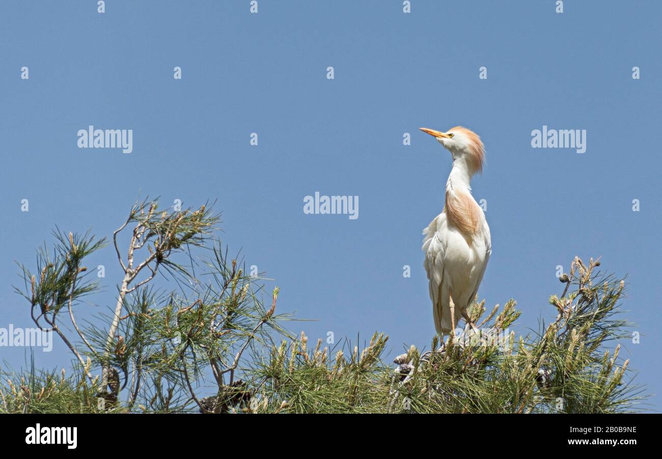 Un bubbulcus ibis con aranciata buff aranciata che posa con collo esteso su un pino contro un cielo azzurro chiaro Foto Stock