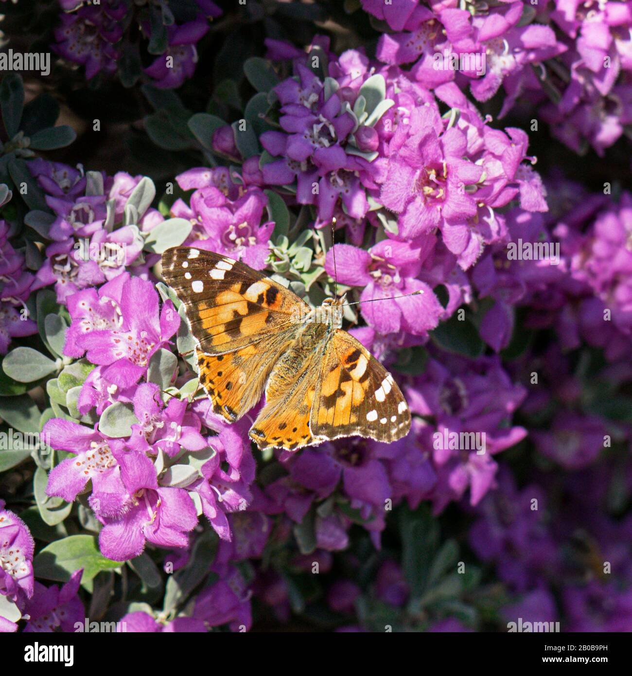 Farfalla dipinta della signora con le ali sparse che alimentano sui fiori caldi del magenta rosa di una boccola del ranger del texas Leucophyllum frutescens Foto Stock