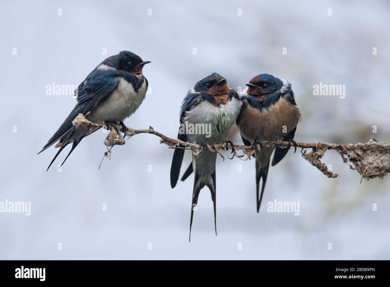 Parco Nazionale Di Keoladeo, Bharatpur, Rajasthan, India. Barn Swallow, Hirundo Rustica Foto Stock