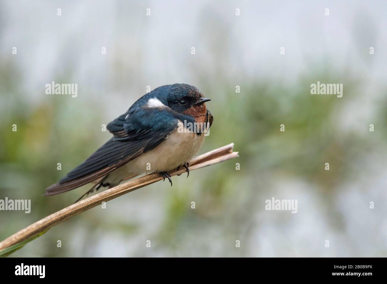 Parco Nazionale Di Keoladeo, Bharatpur, Rajasthan, India. Barn Swallow, Hirundo Rustica Foto Stock