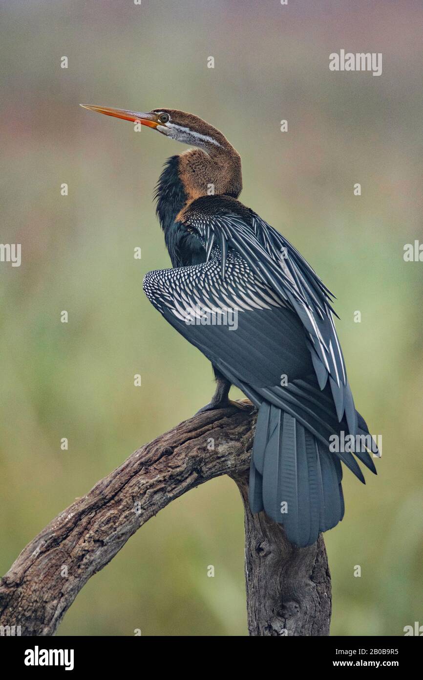 Parco Nazionale Di Keoladeo, Bharatpur, Rajasthan, India. Darter o snakebird, Anhingidae Foto Stock