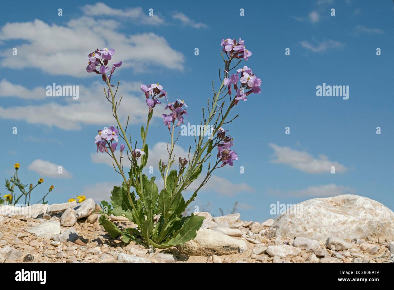 Desert Rocket Diplotaxis Acris Campione di fiori selvatici con numerosi steli di piccoli fiori viola lavanda scuro che crescono su una collina rocciosa deserto Foto Stock