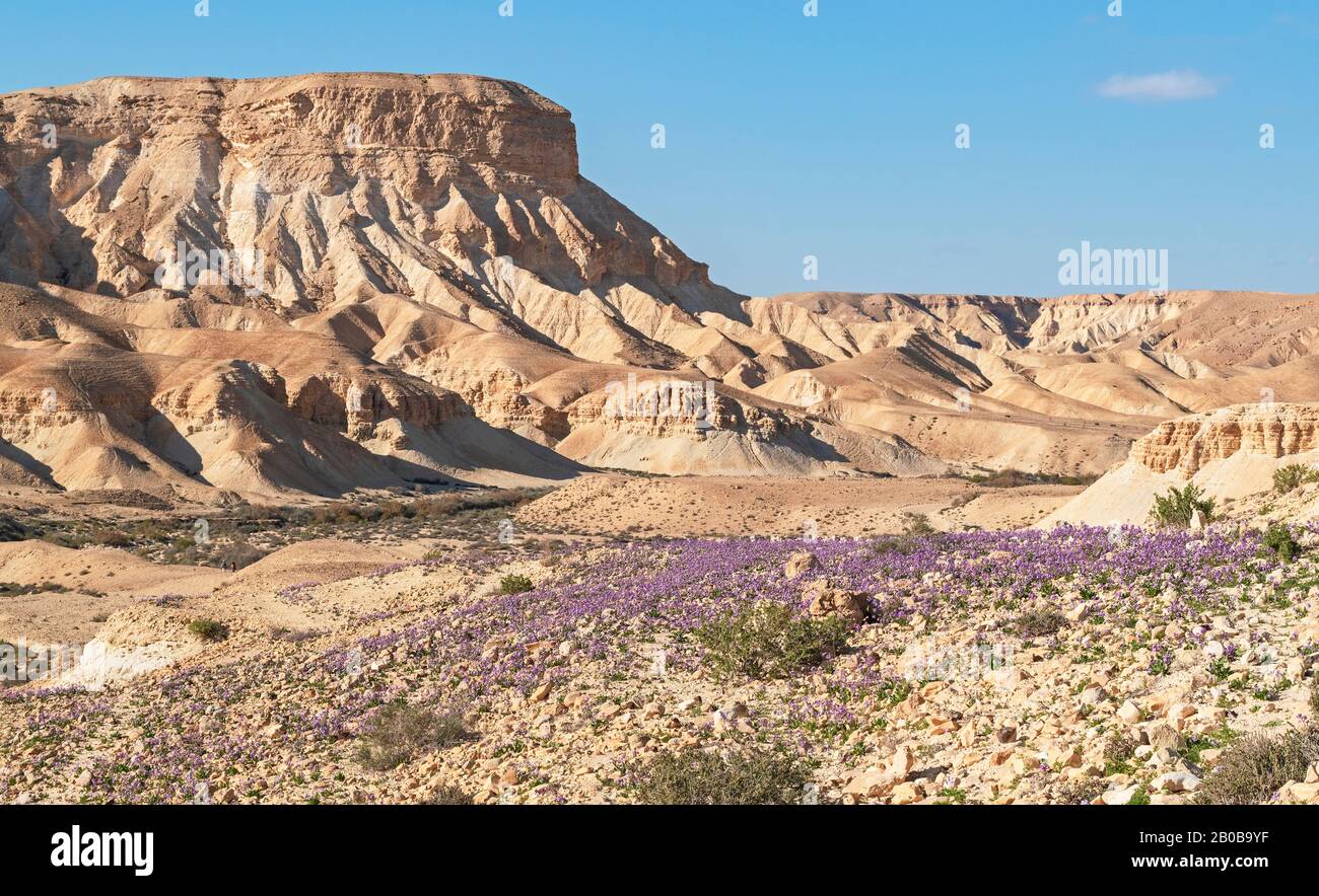 un tappeto di rucola viola deserto fiori selvatici su una collina rocciosa con nahal akev e le scogliere di riserva hatsinim e un cielo blu chiaro sullo sfondo Foto Stock