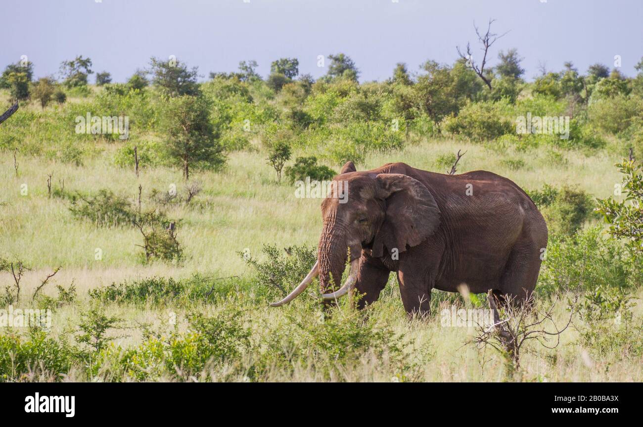 Un vecchio elefante africano con grandi zanne e orecchie danneggiate isolate da solo dopo essere state cacciate dall'immagine mandria in formato orizzontale Foto Stock