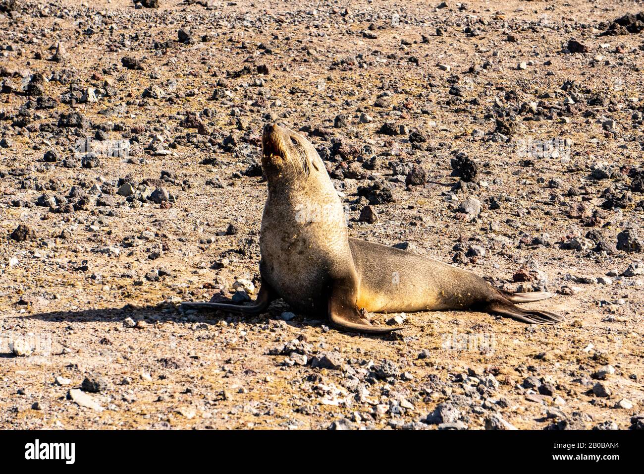 Otarie orsine antartiche (Arctocephalus gazella) sulla massa terrestre. La femmina e il novellame sono molto più piccoli dei grandi maschi, e hanno un pelt grigio con un l Foto Stock