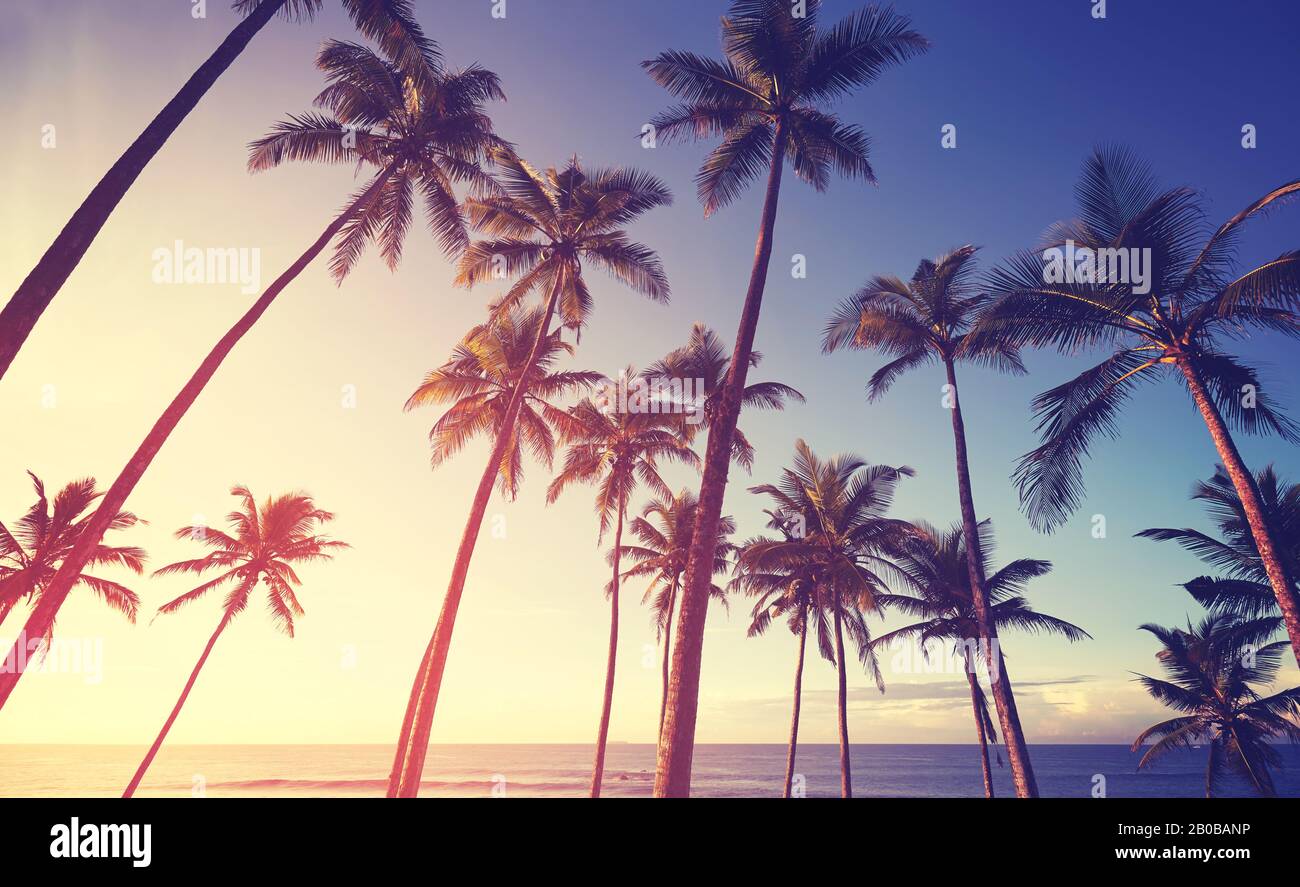 Spiaggia tropicale con palme da cocco silhouette al tramonto, tonificante colore applicato. Foto Stock