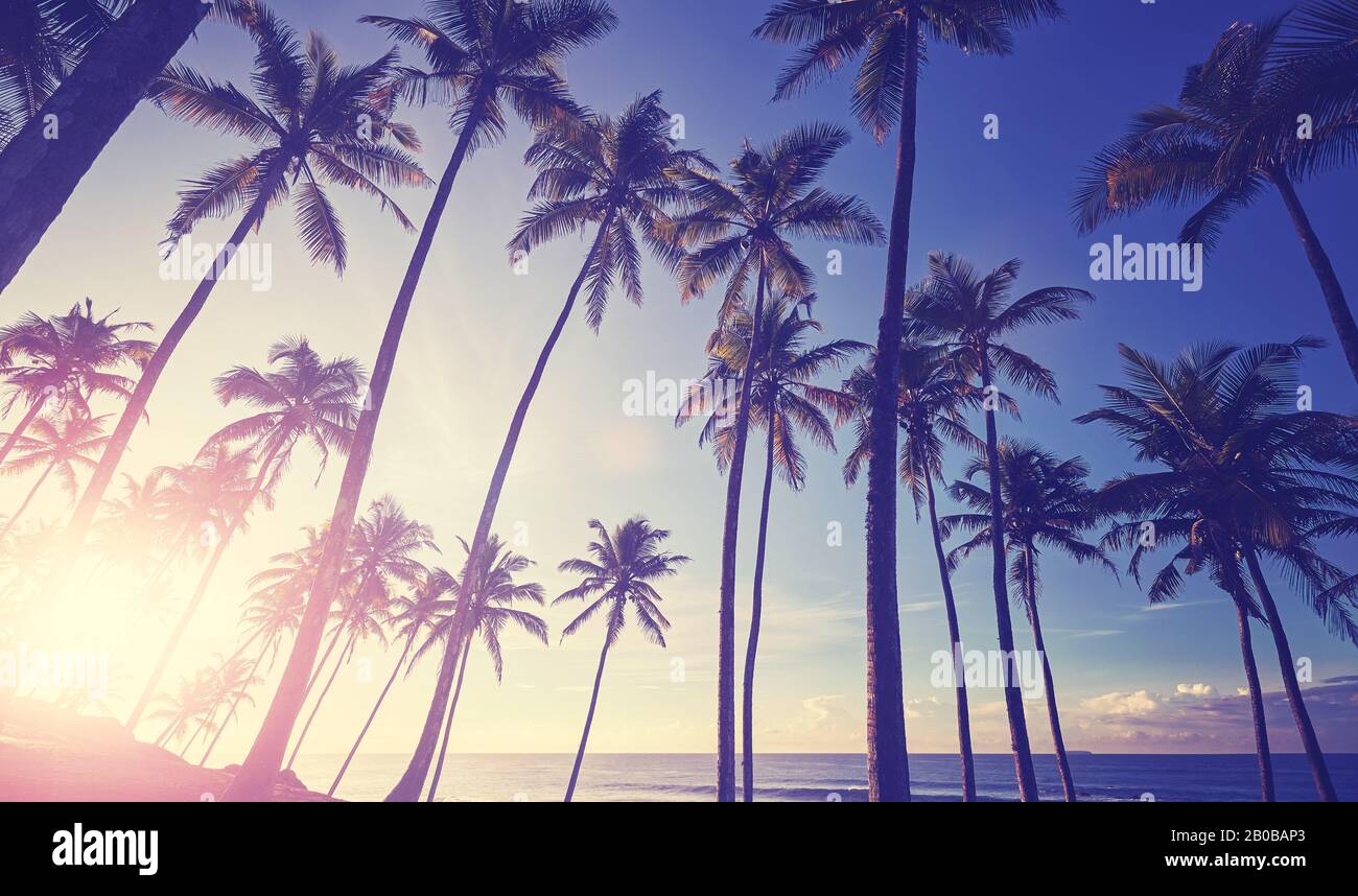 Spiaggia tropicale con palme da cocco silhouette al tramonto, tonificante colore applicato. Foto Stock