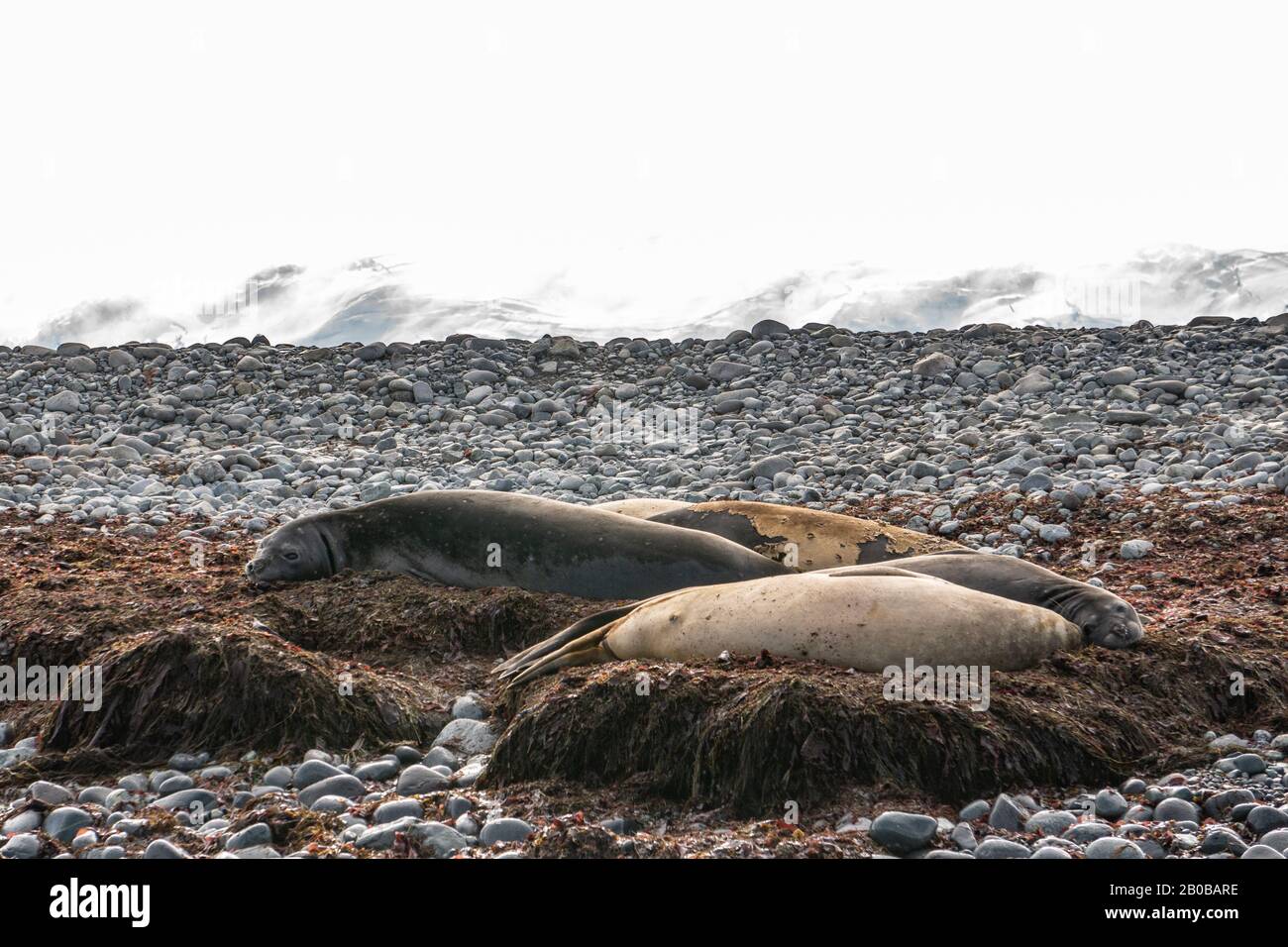Otarie orsine antartiche (Arctocephalus gazella) sulla massa terrestre. La femmina e il novellame sono molto più piccoli dei grandi maschi, e hanno un pelt grigio con un l Foto Stock