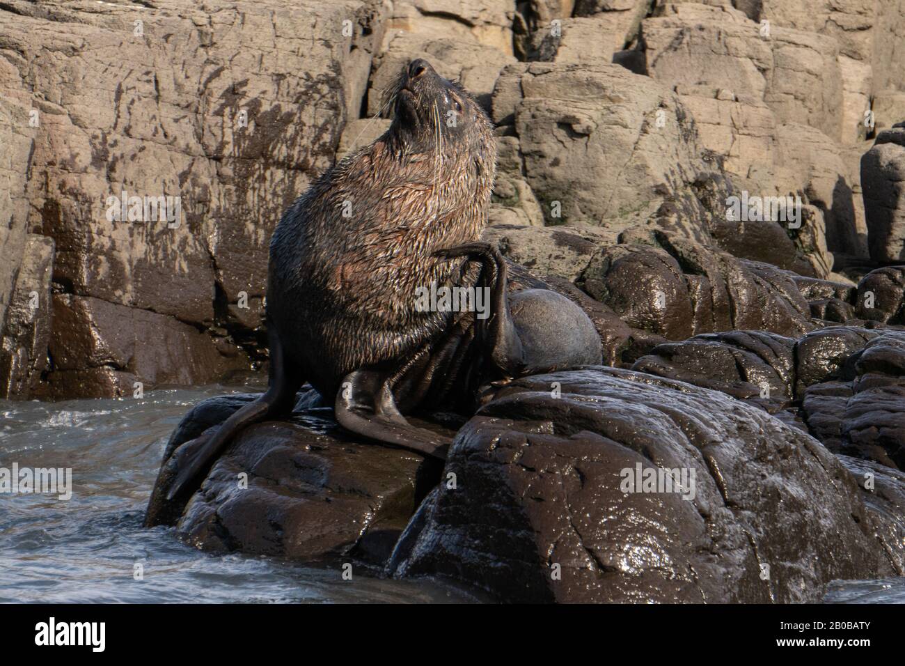 Otarie orsine antartiche (Arctocephalus gazella) sulla massa terrestre. La femmina e il novellame sono molto più piccoli dei grandi maschi, e hanno un pelt grigio con un l Foto Stock