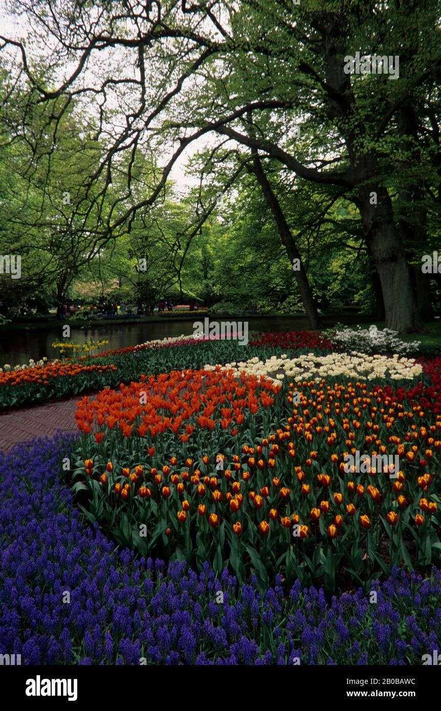 EUROPA, EUROPA, PAESI BASSI, OLANDA, KEUKENHOF, GIARDINI FIORITI, GIACINTI D'UVA E TULIPANI, FIORI Foto Stock