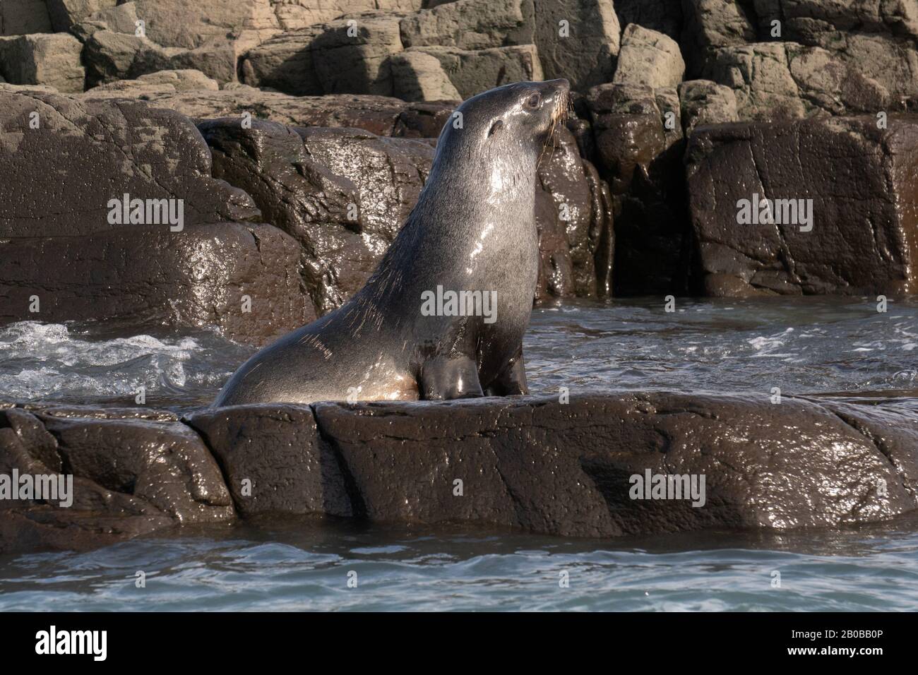 Otarie orsine antartiche (Arctocephalus gazella) sulla massa terrestre. La femmina e il novellame sono molto più piccoli dei grandi maschi, e hanno un pelt grigio con un l Foto Stock