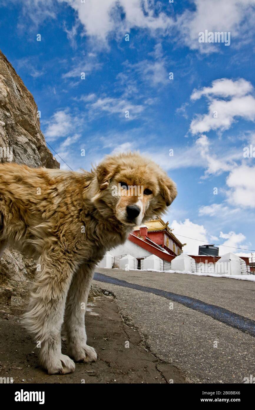 Shanti stupa a Leh, Himalaya. Ladakh, India Foto Stock