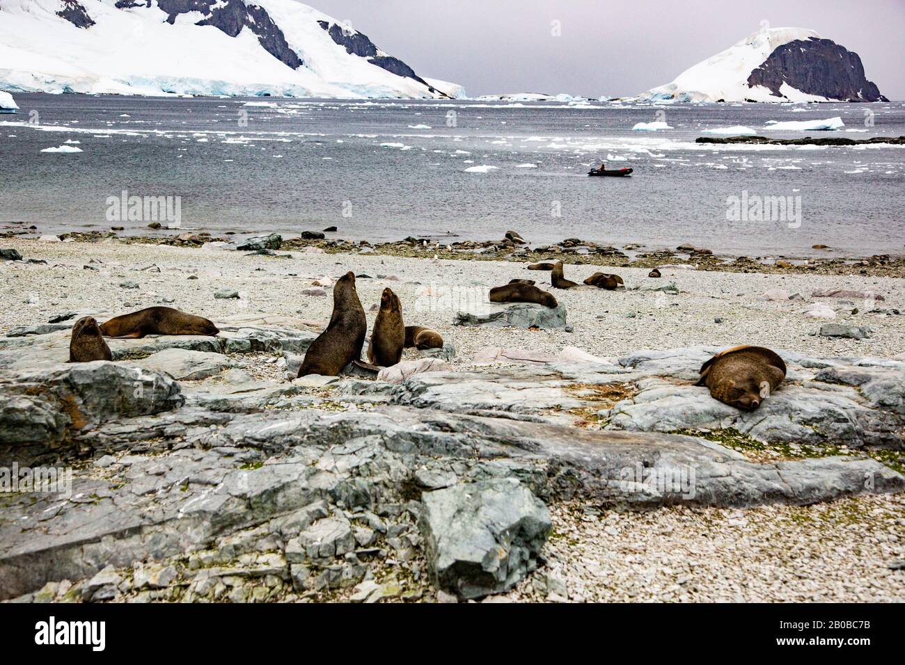 Colonia di otarie antartiche (Arctocephalus gazella) su una costa rocciosa. Il sigillo antartico si nutre principalmente di krill, ma mangia anche calamari e pesci. Foto Stock