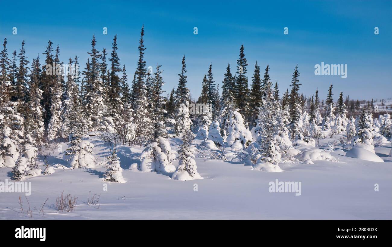 Splendida scena invernale naturale, con alberi di abete rosso innevato in una bella e nitida giornata invernale nel Canada settentrionale, vicino Churchill, Manitoba. Foto Stock