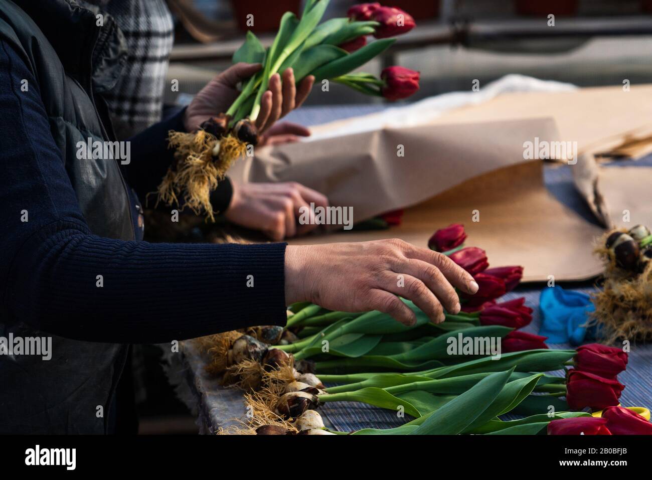 Fiorista prepara tulipani vivi per la consegna Foto Stock