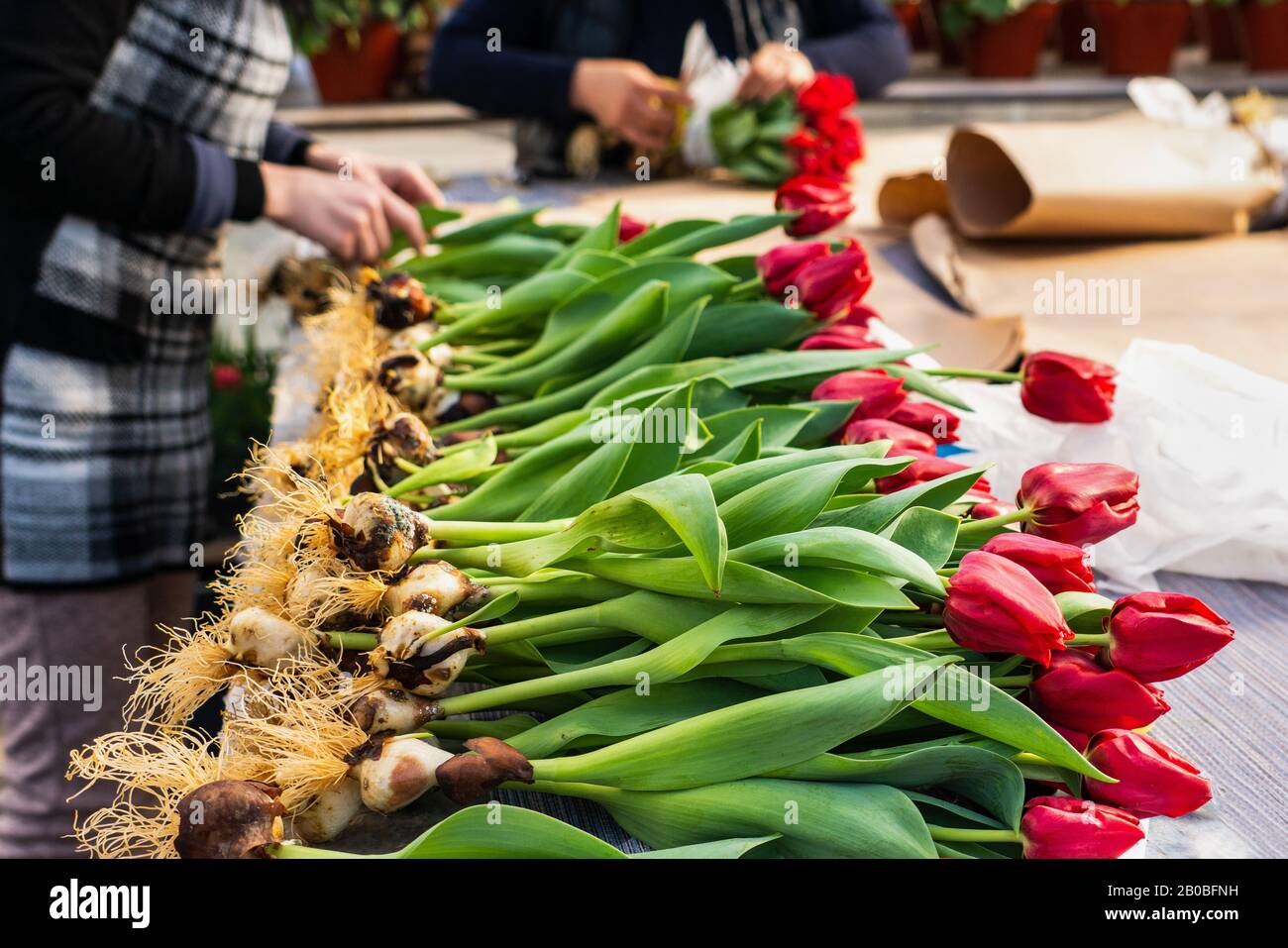 Fiorista prepara tulipani vivi per la consegna Foto Stock