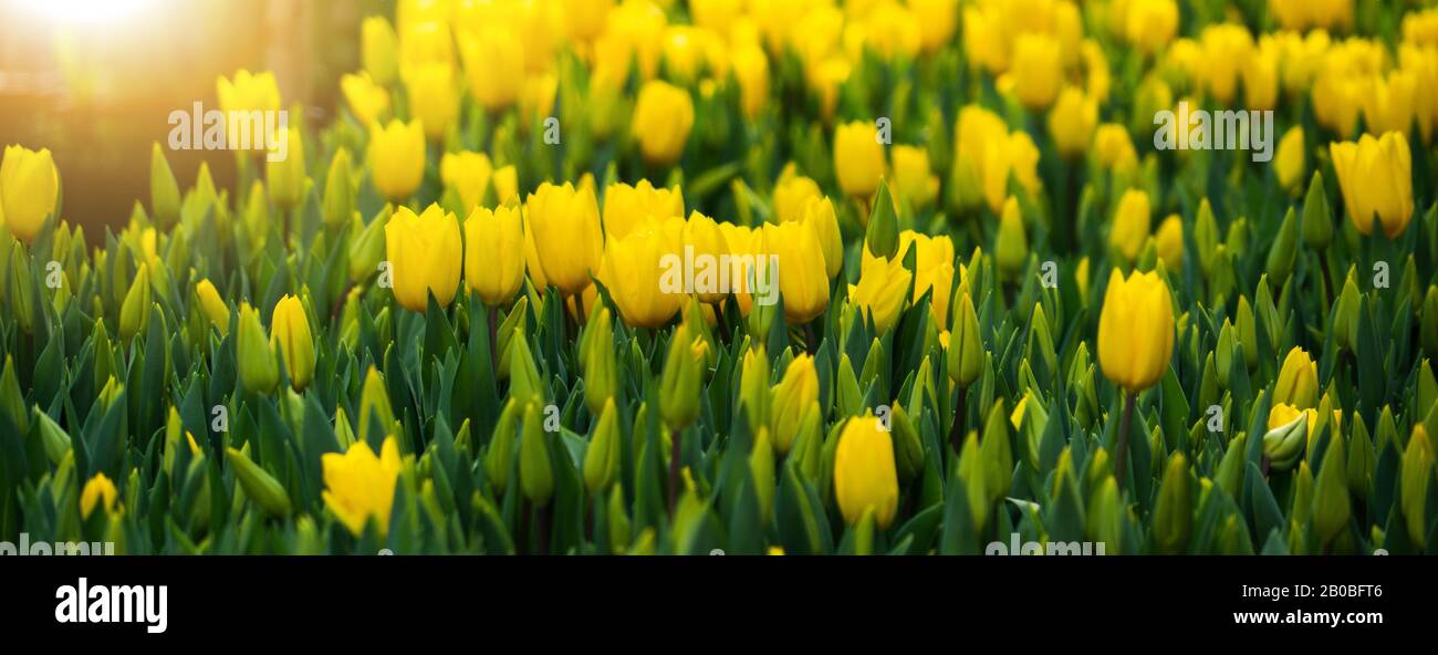 Serre per fiori in crescita. Settore florovivaismo Foto Stock