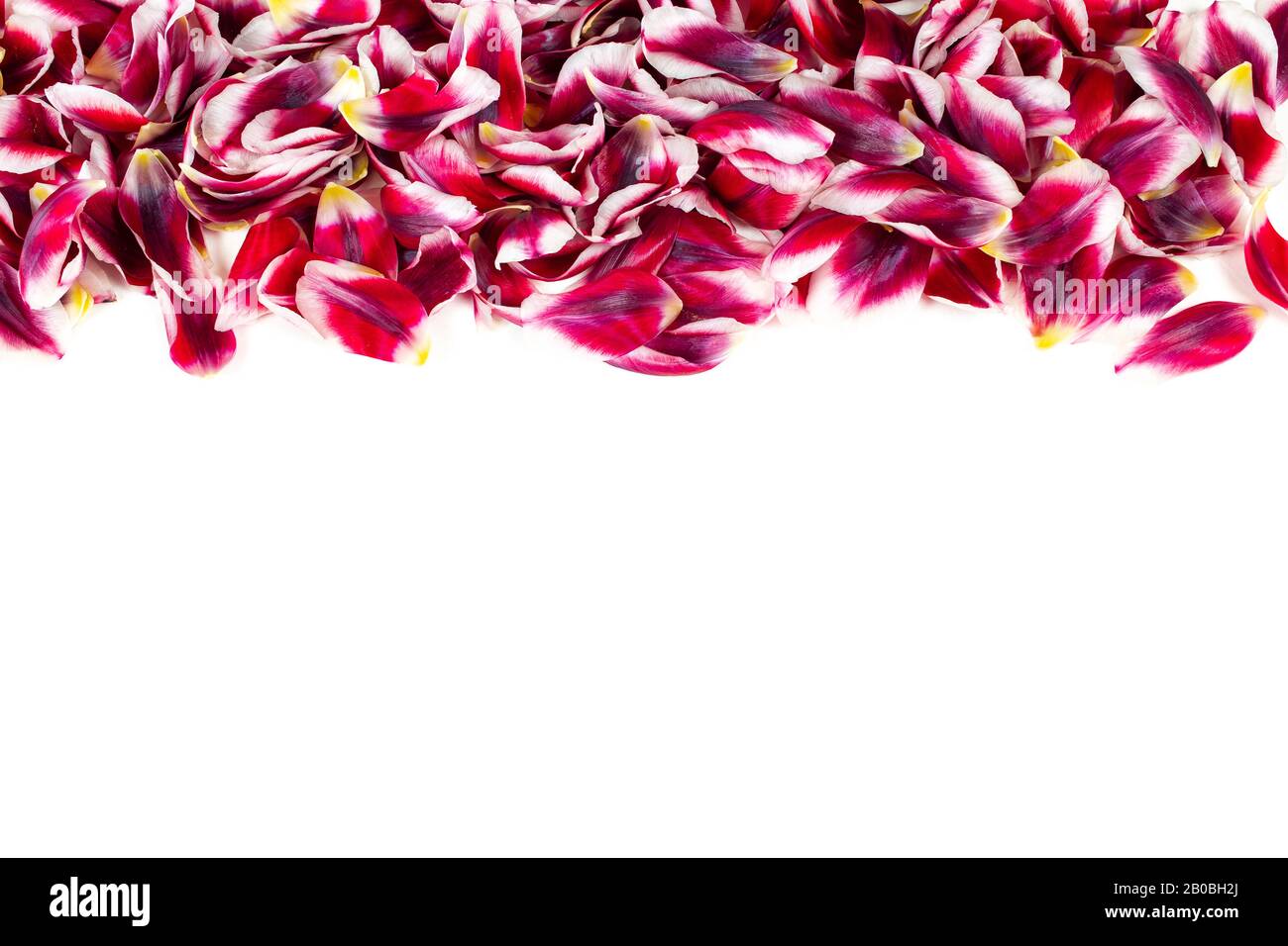 Bordo orizzontale con petali di tulipano rosso fresco isolato su sfondo bianco. Foto Stock