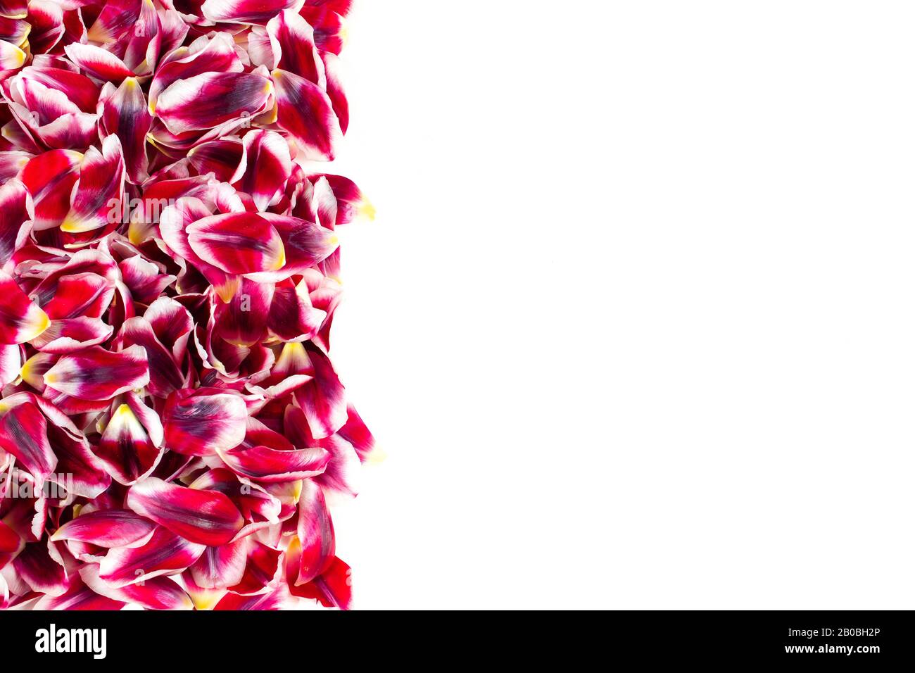 Bordo verticale con un gruppo degli stessi petali di tulipani rossi rosa. Sfondo bianco con spazio per il testo. Foto Stock