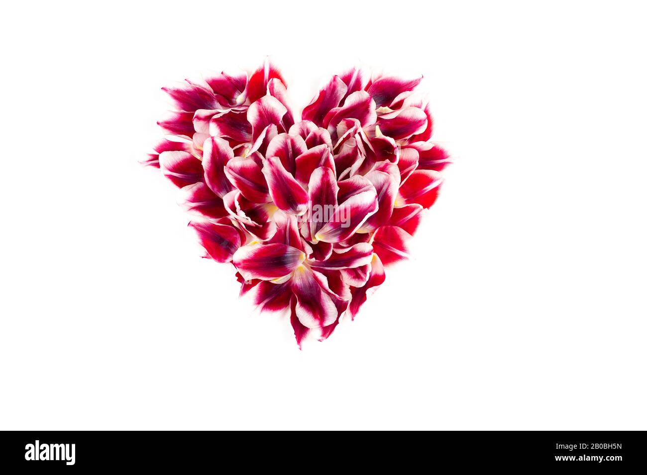 Cuore pieno fatto da foglie di tulipano rosa rosso isolato su uno sfondo bianco. Tema del giorno di San Valentino. Foto Stock