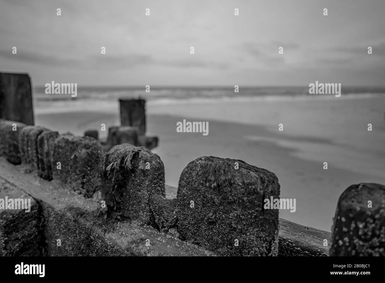 3 Close up di legno le difese di mare coperta nelle alghe marine su di una spiaggia di sabbia sulla costa North Norfolk con il mare del Nord nel lontano sullo sfondo Foto Stock