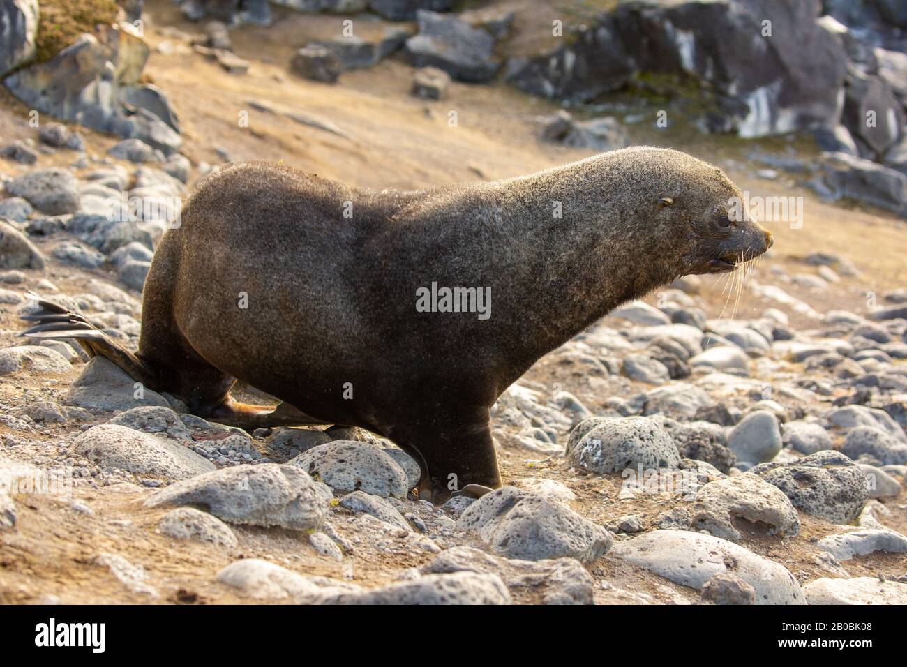 Guarnizione in pelliccia Antartica (Arctocephalus gazella) sulla costa rocciosa. La femmina e il novellame sono molto più piccoli dei grandi maschi, e hanno un pelt grigio con un Foto Stock