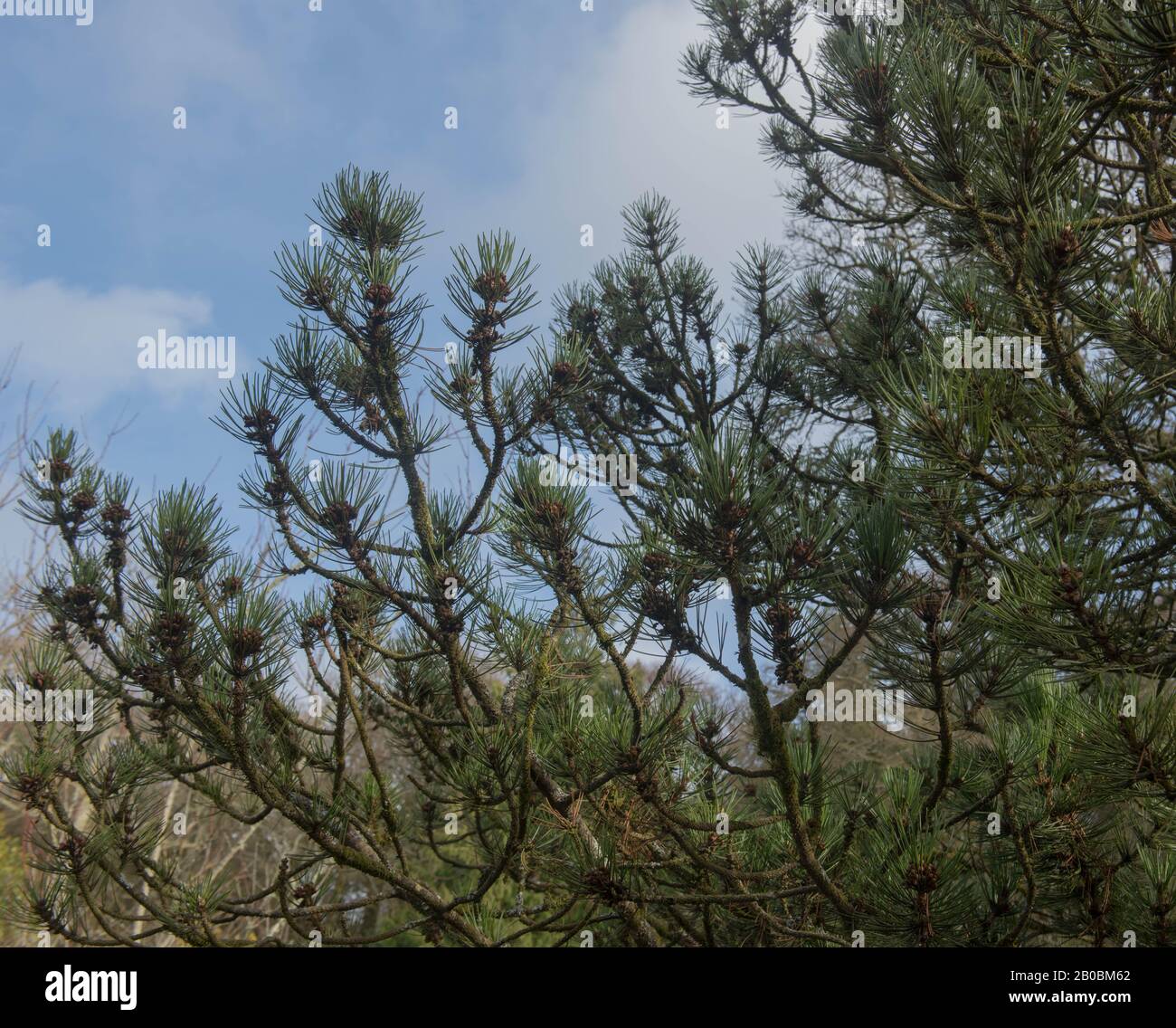 Inverno Foliage di un pino bosniaco Evergreen albero (Pinus heldreichii var. Leucodermis 'Compact Gem') in un Woodland Garden nel Devon rurale, Inghilterra, Regno Unito Foto Stock