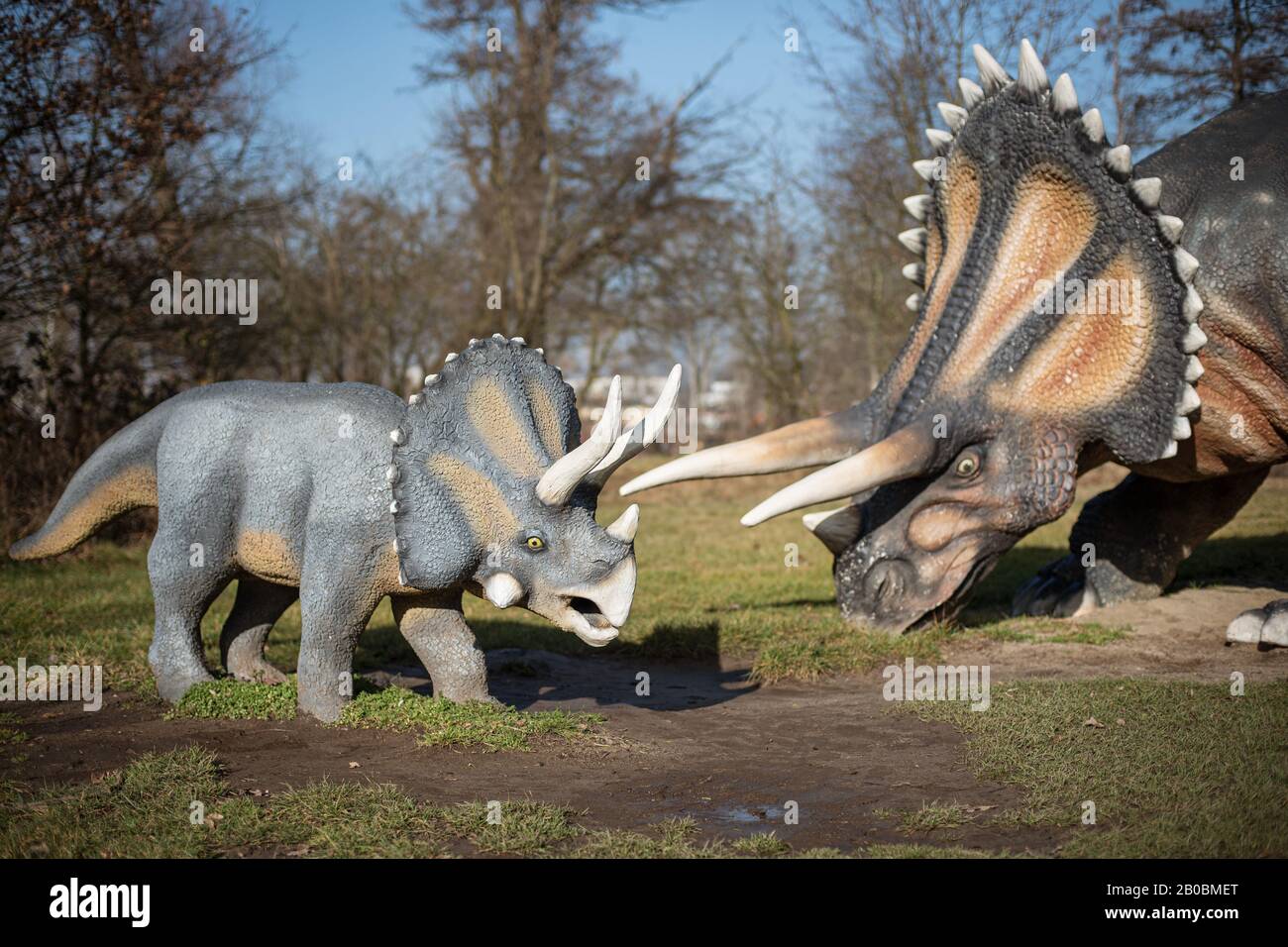 Lubin, POLONIA - 8 FEBBRAIO 2020 - modello Realistico di dinosauro triceratops nel Parco Wroclawski. Il parco è una famosa attrazione turistica per i bambini in t Foto Stock