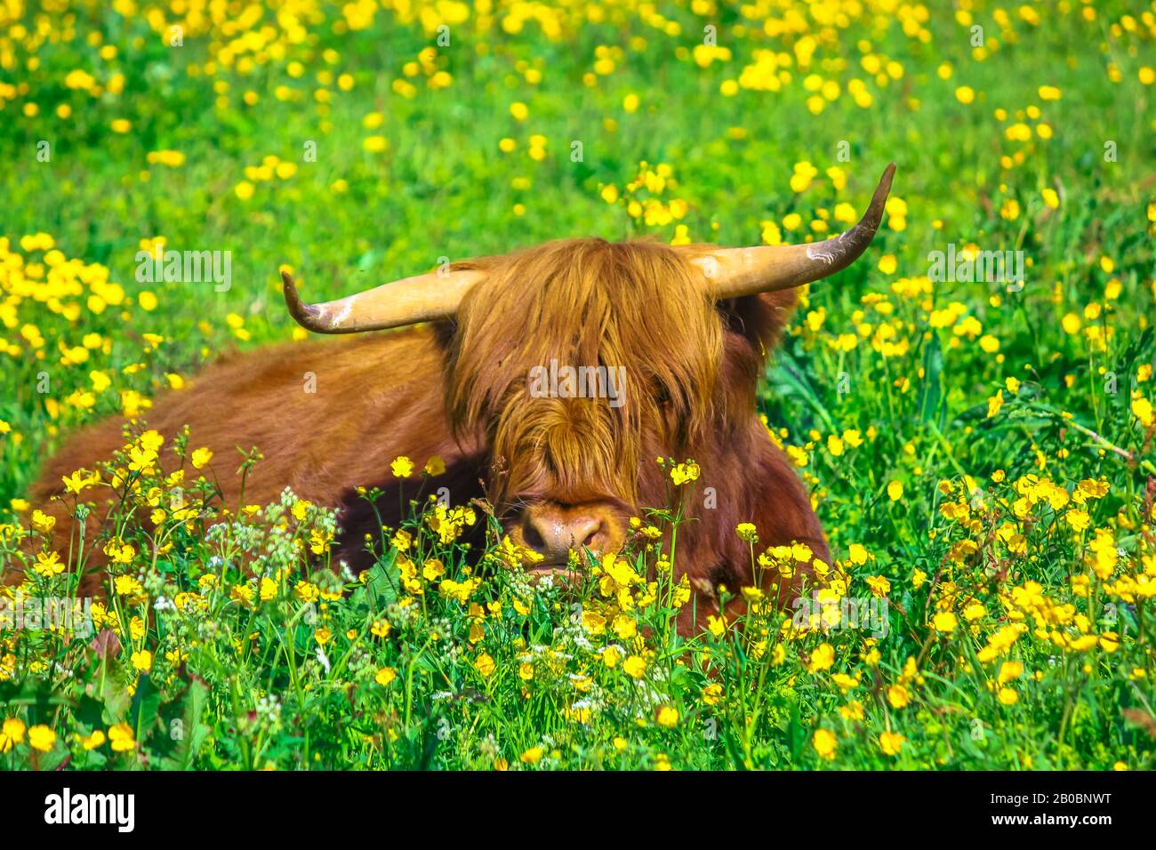 Seduto Highland Red Cow originario delle Highlands scozzesi, seduto in un campo fiorito in primavera nel territorio norvegese. Foto Stock