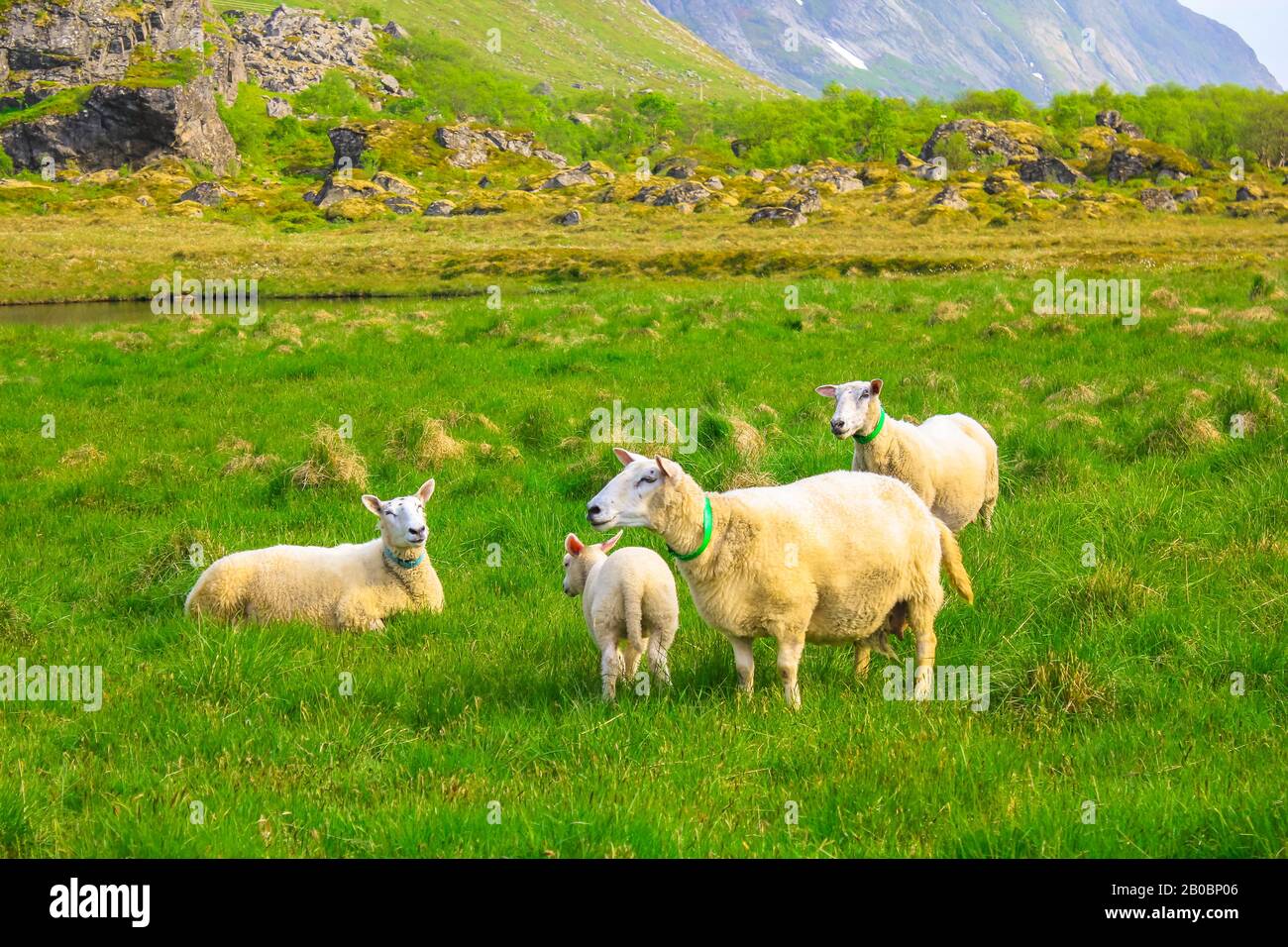 Pecore in un campo fiorito in primavera nel territorio norvegese. Foto Stock
