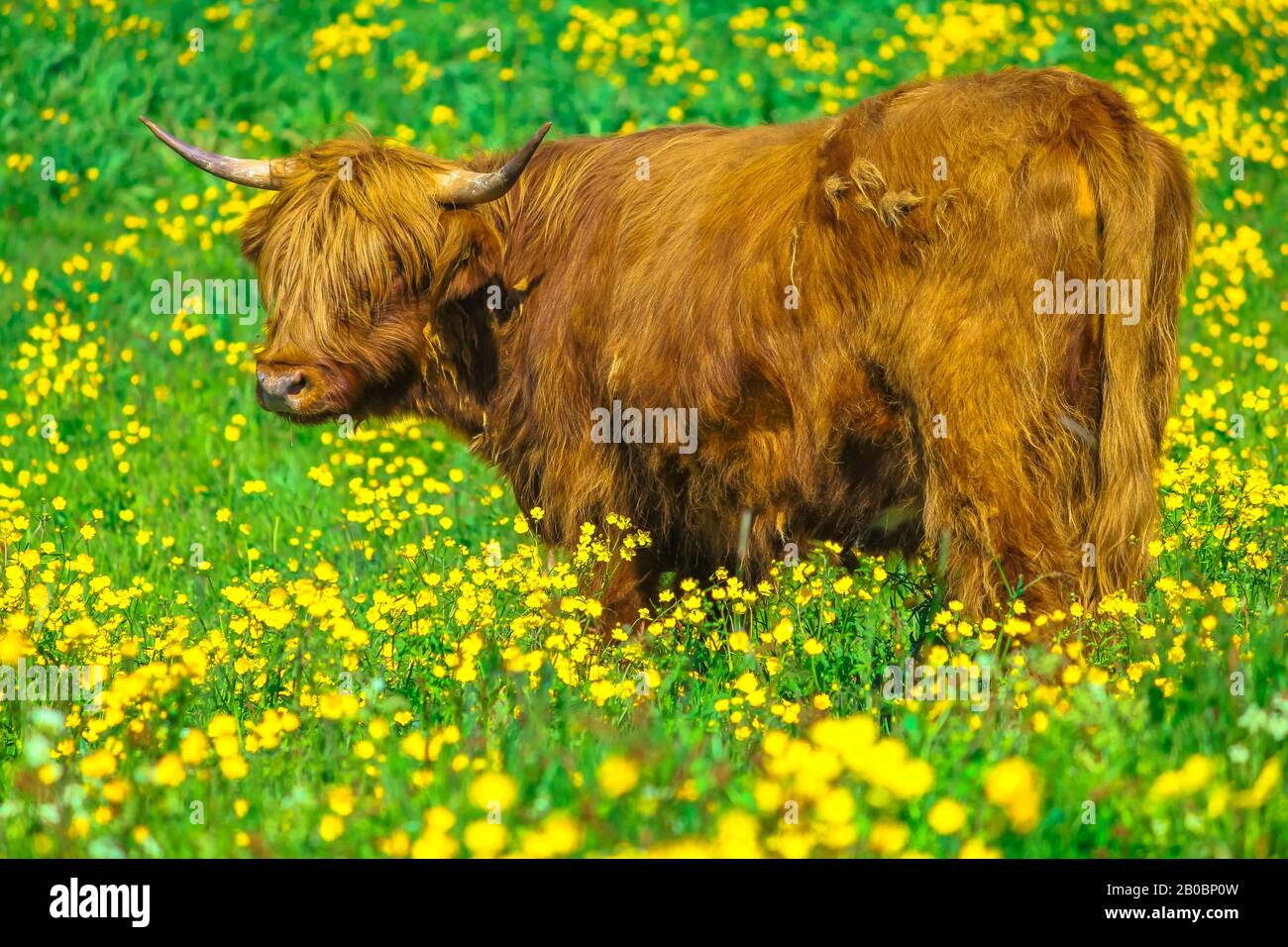 Vista laterale di un adulto Highland Red Cow originario delle Highlands scozzesi, seduto in un campo fiorito in primavera nel territorio norvegese. Foto Stock