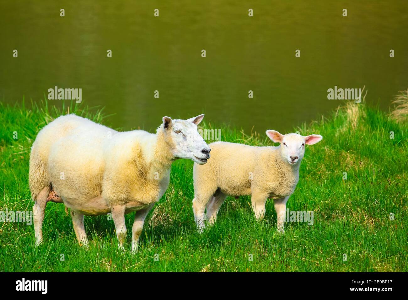 Due pecore madre e agnello prato verde vicino a un lago. Primavera in territorio norvegese. Foto Stock