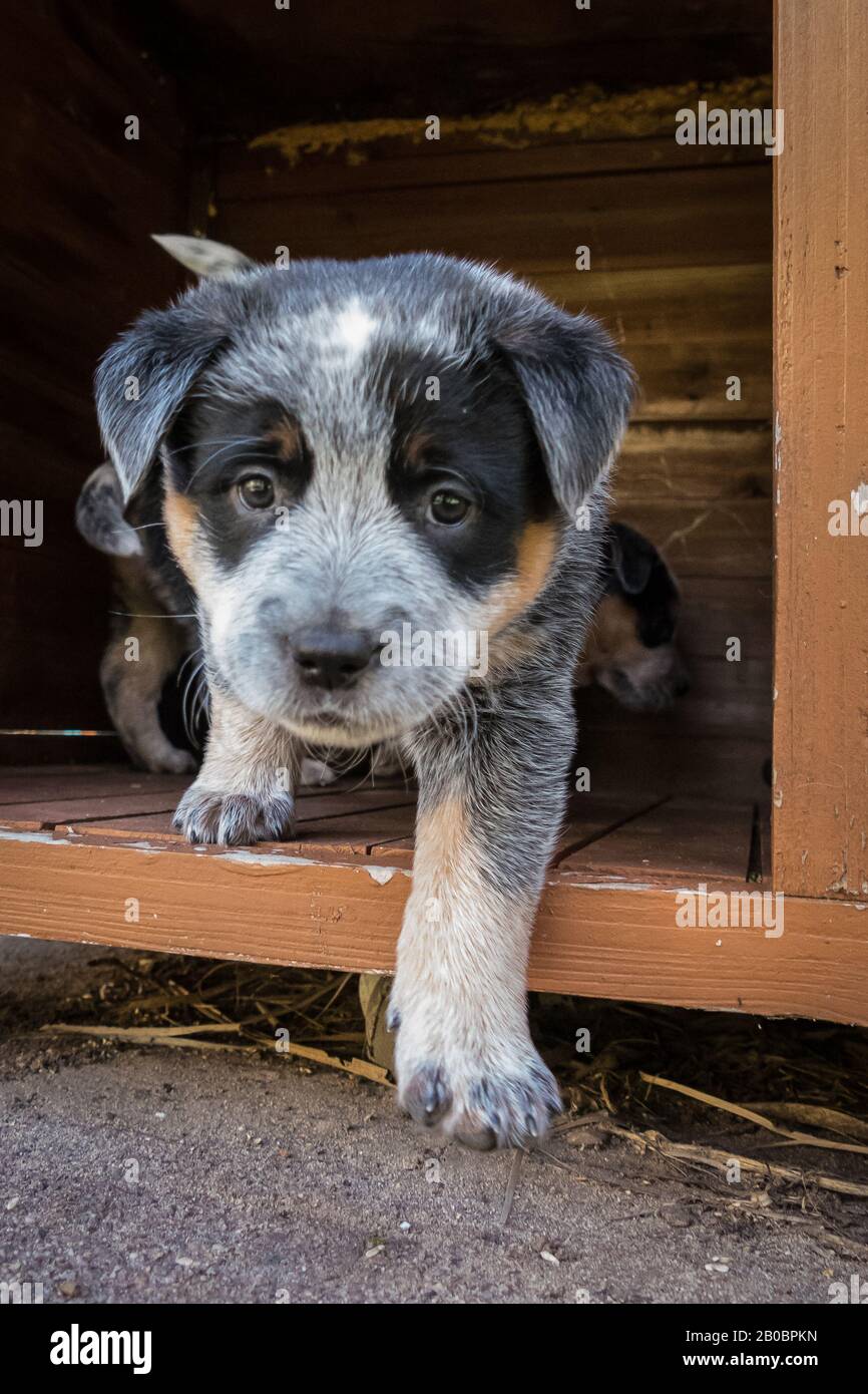 Cucciolo di cane Di Razza Bovina australiano di sei settimane. Foto Stock