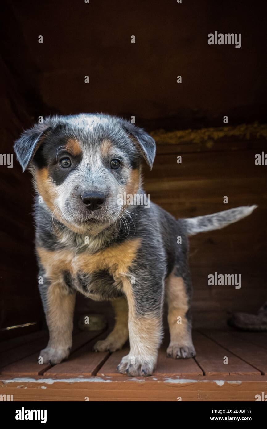 Cucciolo di cane Di Razza Bovina australiano di sei settimane. Foto Stock