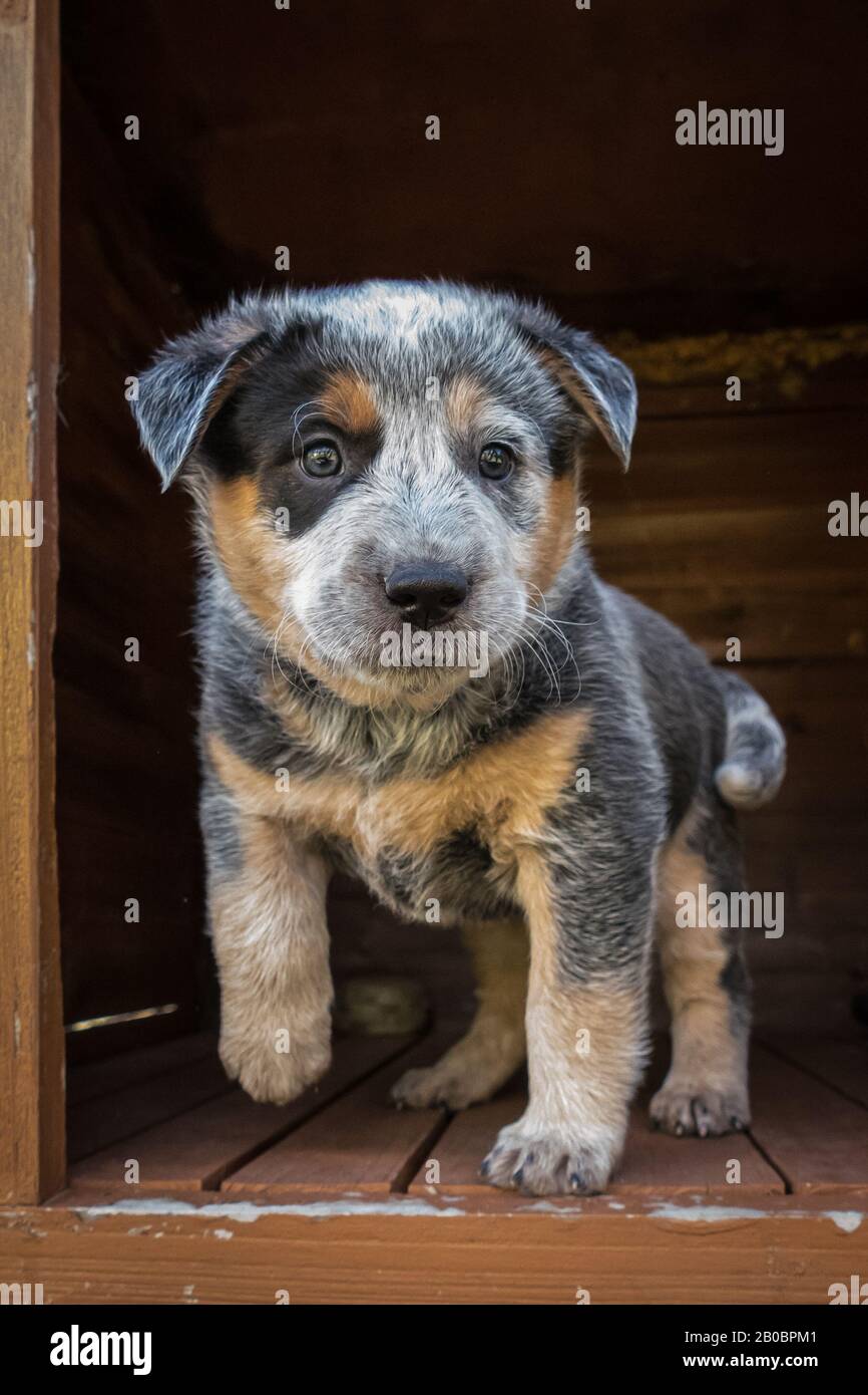 Cucciolo di cane Di Razza Bovina australiano di sei settimane. Foto Stock