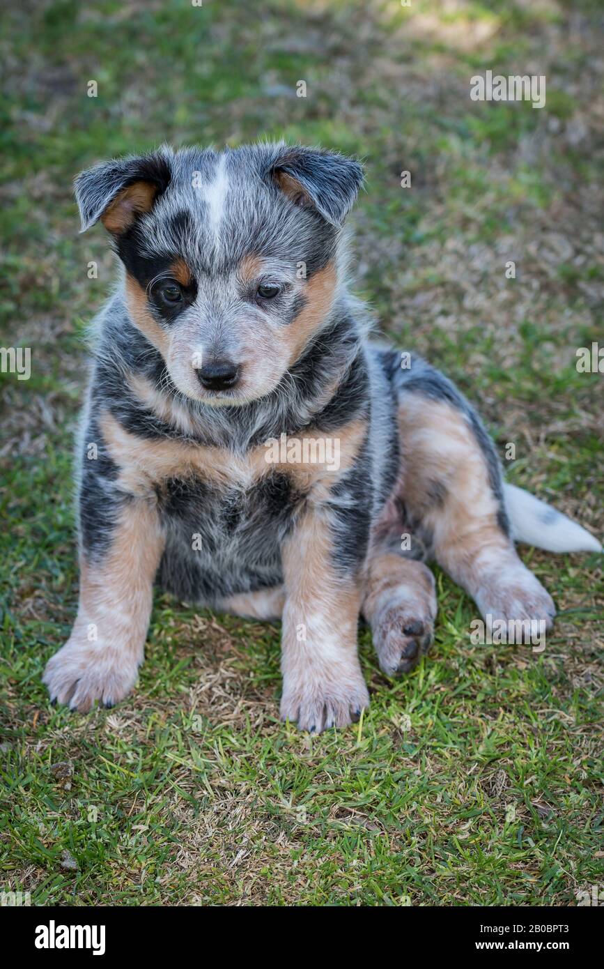 Cucciolo di cane Di Razza Bovina australiano di sei settimane. Foto Stock