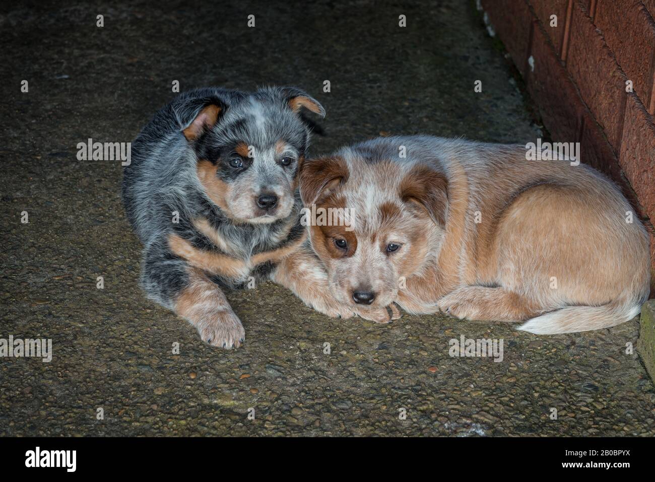 Cuccioli di cane Australiano di sei settimane. Foto Stock