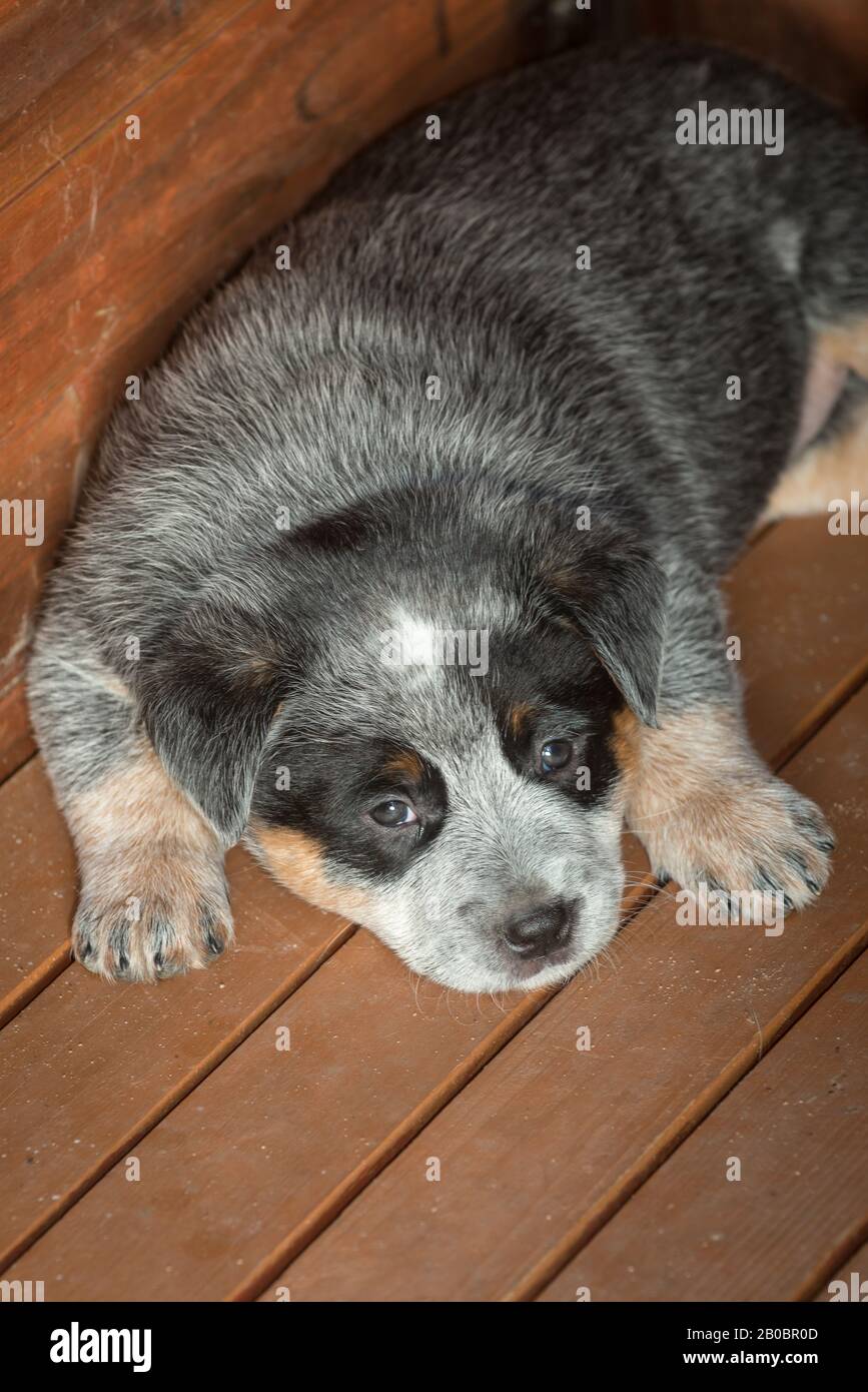 Cucciolo di cane Di Razza Bovina australiano di sei settimane. Foto Stock