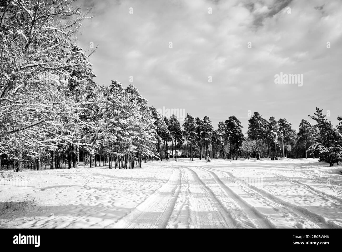 Strada invernale attraverso una pineta innevata. La periferia del villaggio in inverno. Fotografia in bianco e nero. Foto Stock