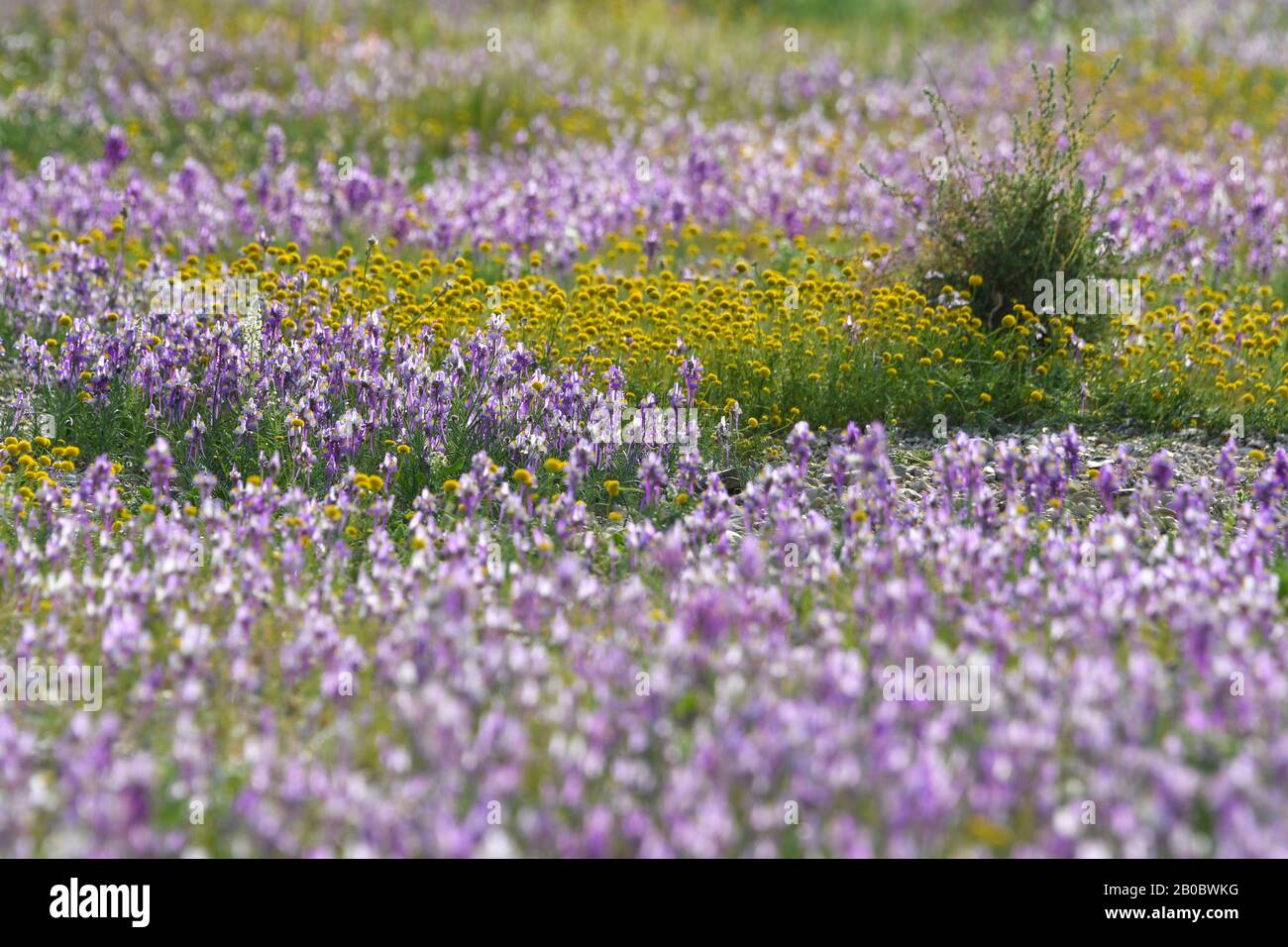 Dopo una rara stagione piovosa nel deserto della Giudea e sulle rive del Mar Morto, fiorisce e fiorisce un'abbondanza di fiori selvatici. Fotografato sul Foto Stock