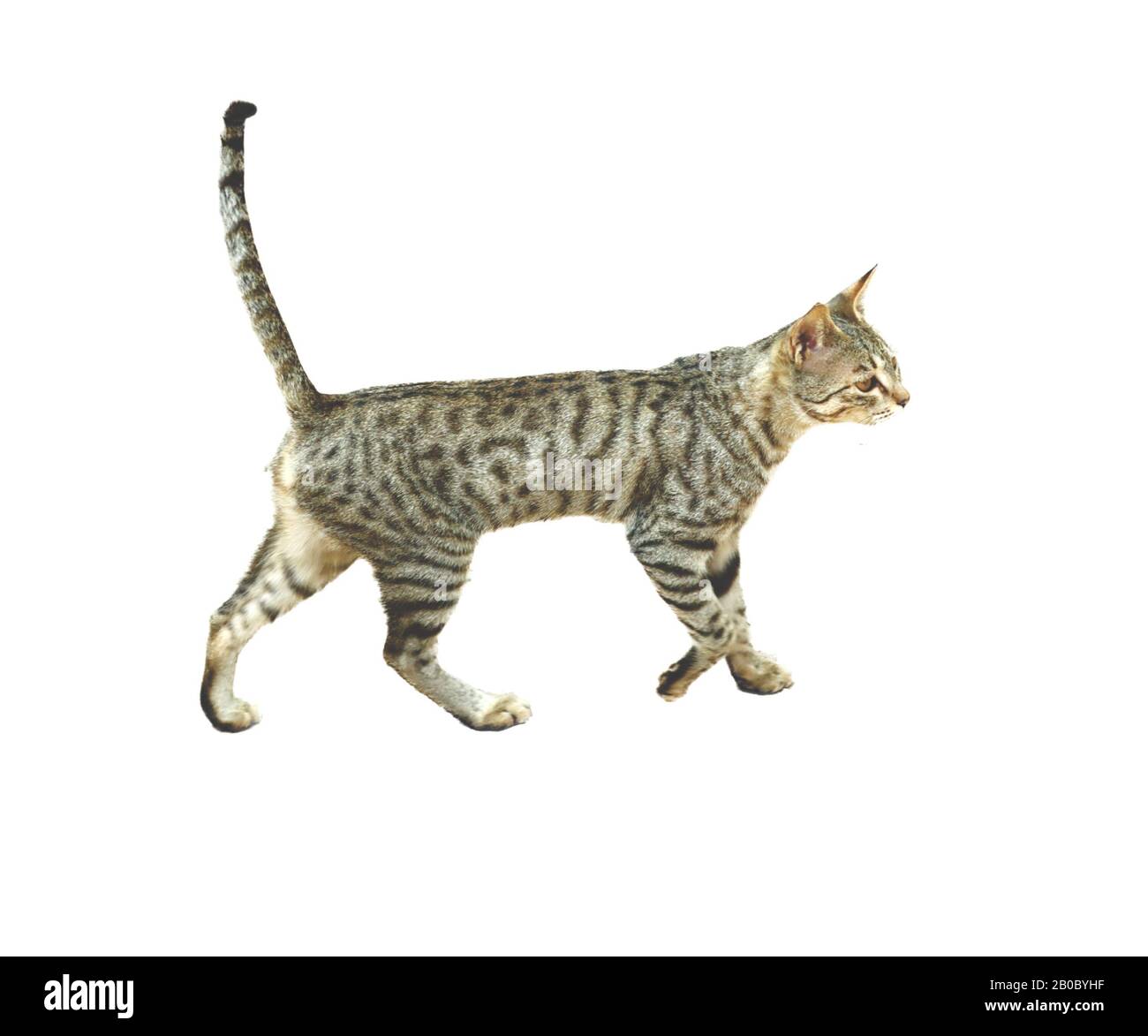 cat isolano sfondo bianco, animali domestici in primo piano. Foto Stock