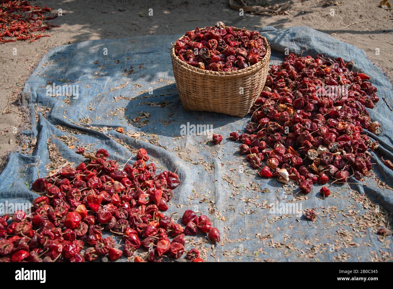 Il cofano rosso acceso peperoncino peperoni secchi al sole. Foto Stock