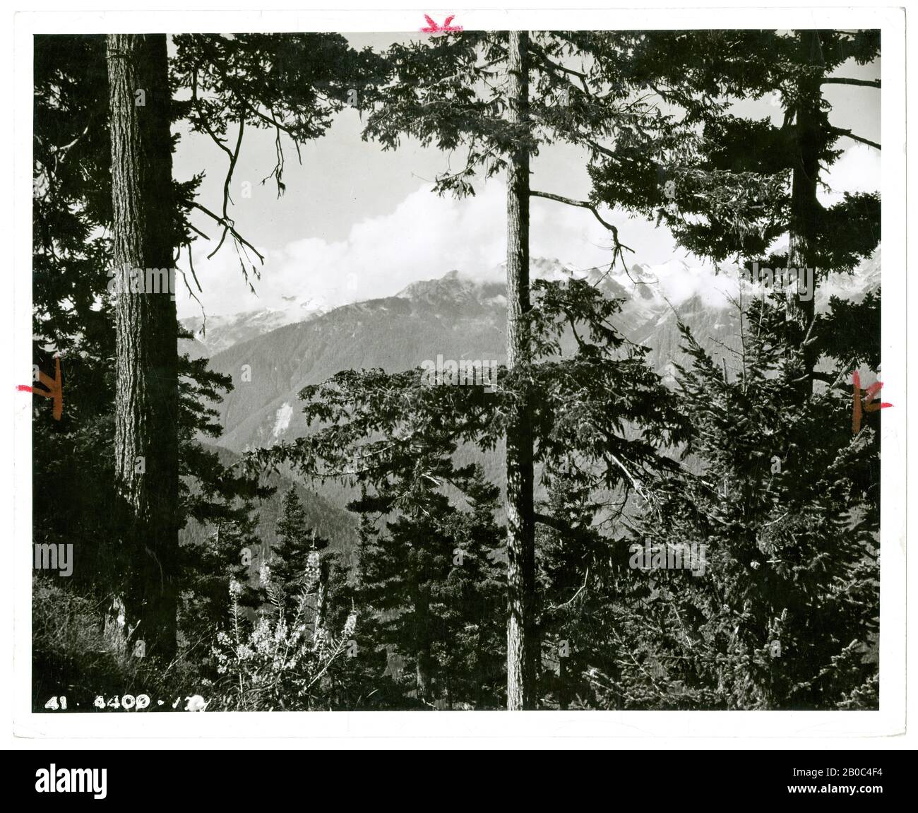 P & A Photos [Pacific & Atlantic] fotografo (Chicago Bureau), Hurricane Ridge, Olympic National Park, Washington, 15/5/1951, stampa gelatina argento Foto Stock