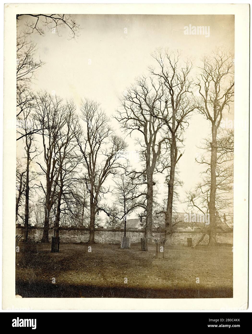 Artista sconosciuto, senza titolo (Paesaggio, Alberi), n.d., stampa albumen Foto Stock