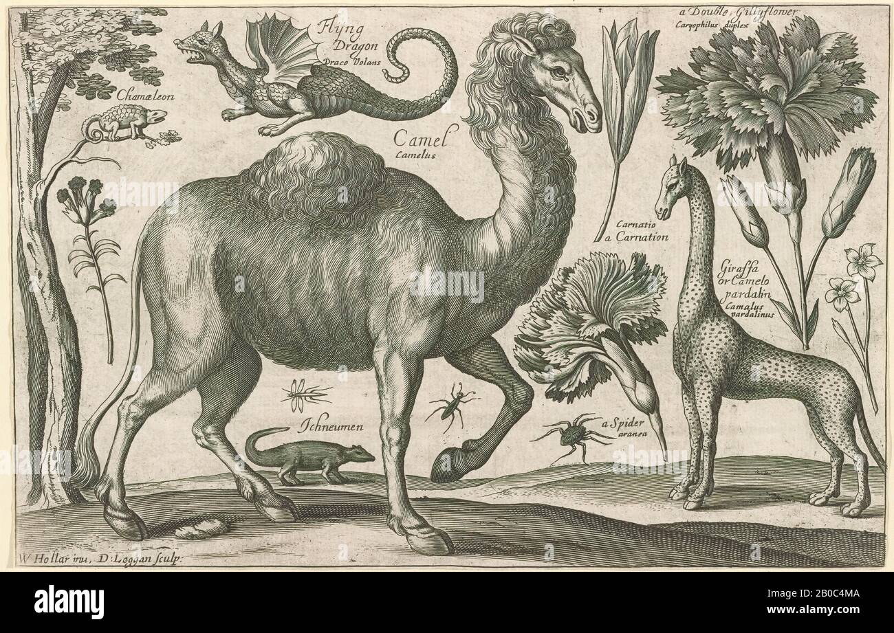 David Loggan, Camel, Giraffe e Altri Animali, dopo Venceslao Hollar, 1663, incisione su carta anticato bianca, 6 7/8 in. X 10 9/16 in. (17,4 cm x 26,9 cm Foto Stock