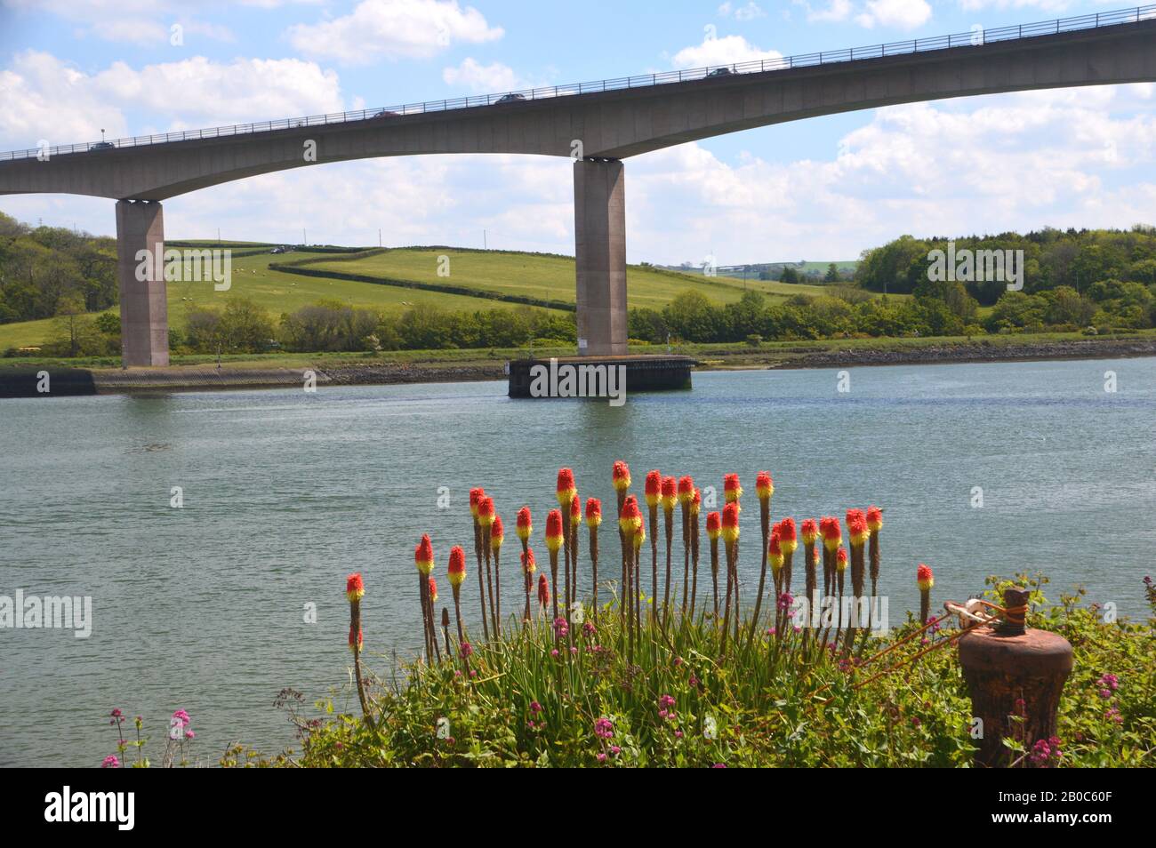 Red Hot Pokers (Kniphofia uvaria) e il River Torridge Road Bridge Che Porta la A39 dal South West Coast Path, North Devon, Regno Unito. Foto Stock